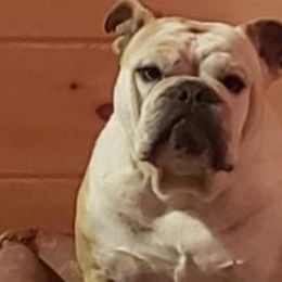 Bulldogs from Ozark Mt Bulldogs