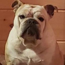 Bulldogs from Ozark Mt Bulldogs