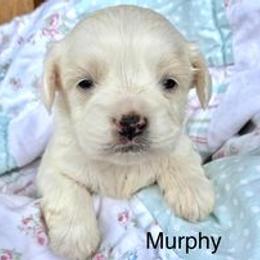Cavapoo Puppies from Hickory Doodle Farm