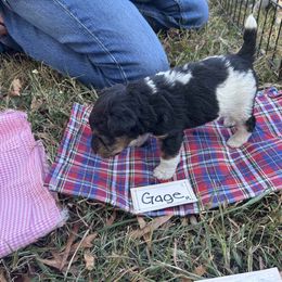 Gage - White black and tan male Wire Fox Terrier puppy in Timberlake, North Carolina from Lyndon Meadow Farm