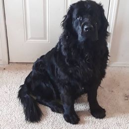 Meija - Black female Newfoundland puppy in Edgwood, New Mexico from NorseGaels Newfoundlands