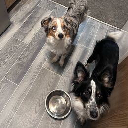 Australian Shepherd and Pomeranian All Grown Up from Willamette Valley Aussies