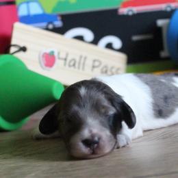 Charlotte - Dapple female Dachshund puppy in Pace, Florida from Shoebox Doxie’s
