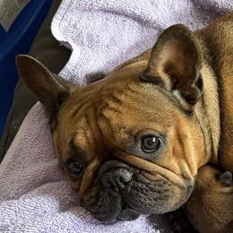 Birria - French Bulldog