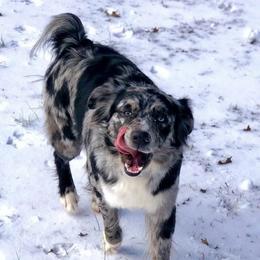 Athena - Australian Shepherd