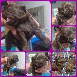 Girl 1 - Chocolate female Shih Tzu puppy in Houston, Texas from Shih Tzu Houston