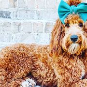 Irish Doodles from Sunset Bend Puppies