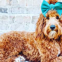 Irish Doodles from Sunset Bend Puppies