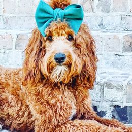 Irish Doodles from Sunset Bend Puppies
