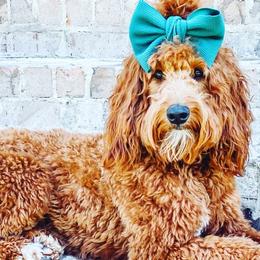 Irish Doodles from Sunset Bend Puppies