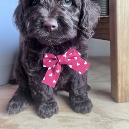 Buckwheat with training - Brown male Cockapoo puppy in Boonville, North Carolina from Doods & Dolls