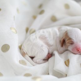 Goldendoodle Puppies from Derby Doodles