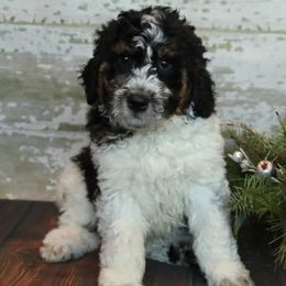 Bernedoodles and Goldendoodles from Dolly's Doodles