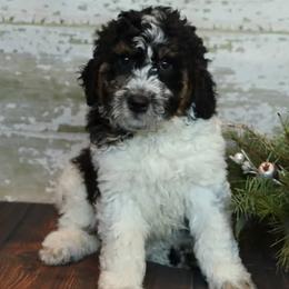 Bernedoodles and Goldendoodles from Dolly's Doodles