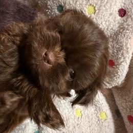 Tinsel - Liver female Shih Tzu puppy in Kodak, Tennessee from Cutshall Babies