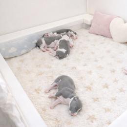 Italian Greyhound puppies from Elite Doxies Florida