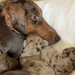 Dachshunds from Allen's Doxies