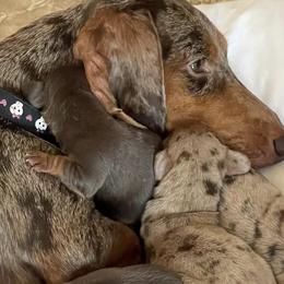 Dachshunds from Allen's Doxies
