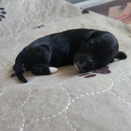 Juan - Black and silver male Havapoo puppy in Siloam Springs, Arkansas from Kingdom Bound By Design