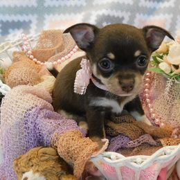Chihuahua Puppies from Fine Whines & Lickers