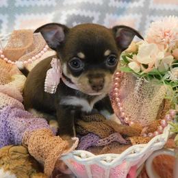 Chihuahua Puppies from Fine Whines & Lickers