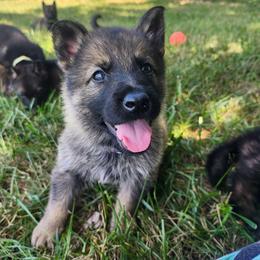 Walker (Black male) - Sable male German Shepherd puppy in Winchester, Kentucky from Del Lago Canine
