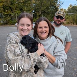 Dolly - Sable female Cockapoo puppy in Sunset, Louisiana from Cano Cockapoos