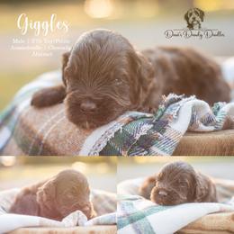 Giggles - Brown and white male Aussiedoodle puppy in Roebuck, South Carolina from Dani's Dandy Doodles