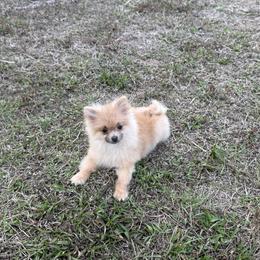 Pomeranian puppies from 🤎 Dreaming Puppies 🐶