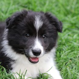 Border Collie Puppies from Bold North Border Collies