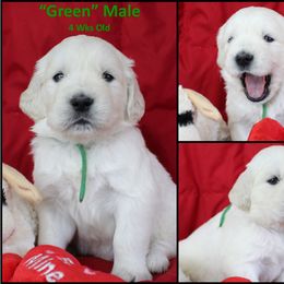 Golden Retriever Puppies from Bullock's Golden Retrievers, LLC