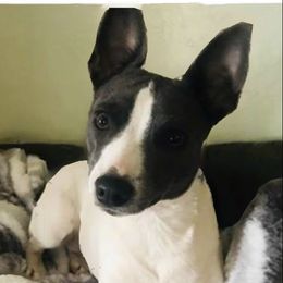 Niamh - Rat Terrier