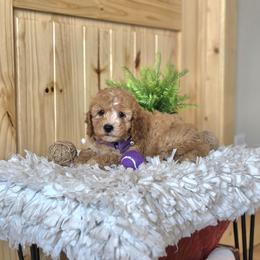 F1B Meet Sylvia :) - Apricot female Cavapoo puppy in Centerville, Iowa from Barnyard Dachshunds, Dals & Doodles