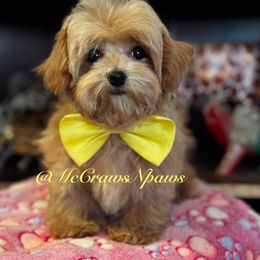 Little bit - Apricot female Maltipoo puppy in Hesperia, California from McCraws N Paws