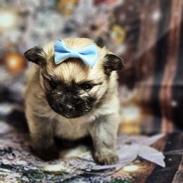 Pomeranian and Yorkshire Terrier Puppies from Pam Ackley