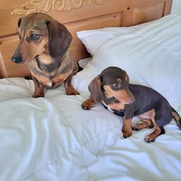 Dachshunds from Julie's Dachshunds