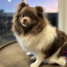 Ube - Pomeranian