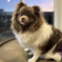 Ube - Pomeranian