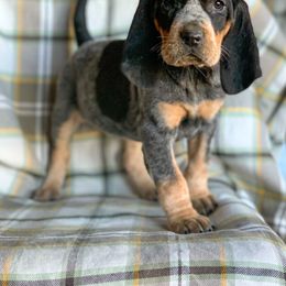American Leopard Hound, Bluetick Coonhound, and German Shepherd Puppies from Haus Biery German Shepherds, Benchmark Blueticks & Leopard Hounds