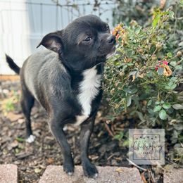 Skipper - Black and white male Chihuahua puppy in Atlanta, Georgia from iChihuahuas Kennel
