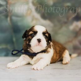 Dude - Black and tan male Shih Tzu puppy in Bruceville, Indiana from Baby Girl’s Yorkies, Shih-Tzu, Shorkies