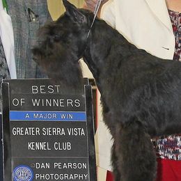 Miniature Schnauzers from Bizzy Acres Miniature Schnauzers