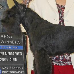 Miniature Schnauzers from Bizzy Acres Miniature Schnauzers