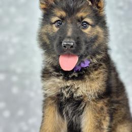 German Shepherd Puppies from Raven Oak's Shepherds