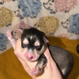 Boy 1 - Gray and white male Pomsky puppy in Centerville, Iowa from LJ Kennels Pomskies, LLC