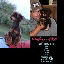 Paisley - Poodle