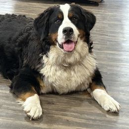 Bernese Mountain Dog Puppies from Lonesome Pine Farm