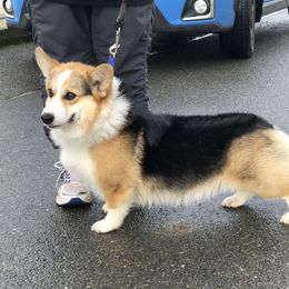 Simon  - Pembroke Welsh Corgi