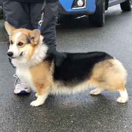 Simon  - Pembroke Welsh Corgi