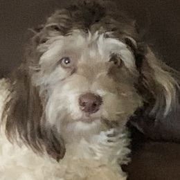 Marvel - Havanese